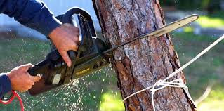 Tree and Shrub Care in Marina Del Rey, CA