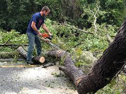 Best Aeration Services  in Marina Del Rey, CA