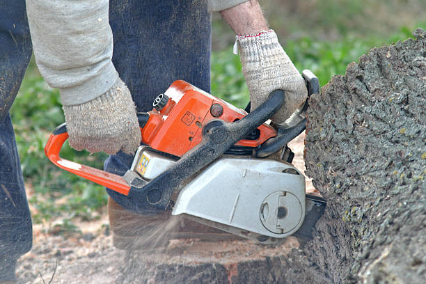 Best Commercial Tree Services  in Marina Del Rey, CA