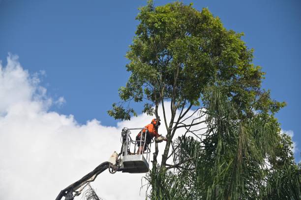 Best Tree Removal  in Marina Del Rey, CA