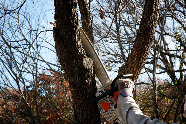 Best Tree Disease Treatment  in Marina Del Rey, CA