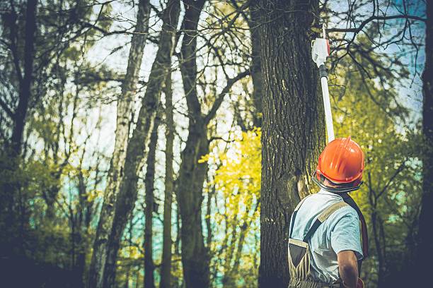 Marina Del Rey, CA Tree Care Company
