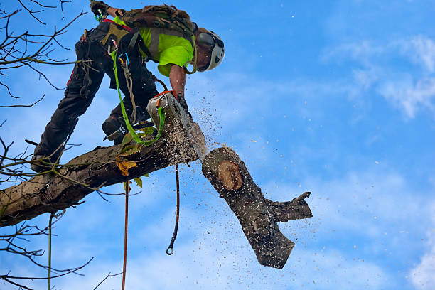 Best Tree Preservation Services  in Marina Del Rey, CA